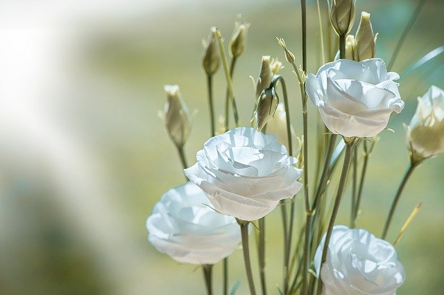 eustoma sadzonki