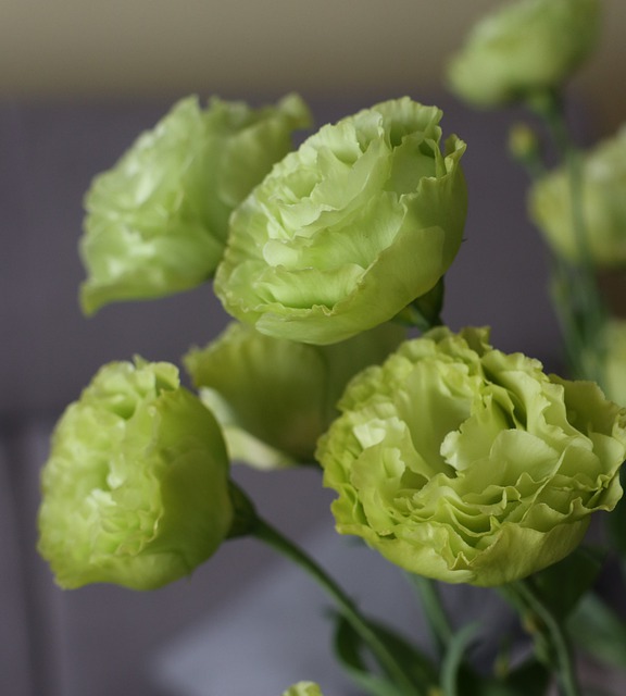 eustoma wielkokwiatowa